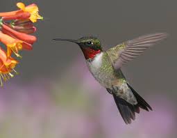 Hummingbird