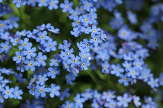 a223290d066672f553061ba39d5f3dc4